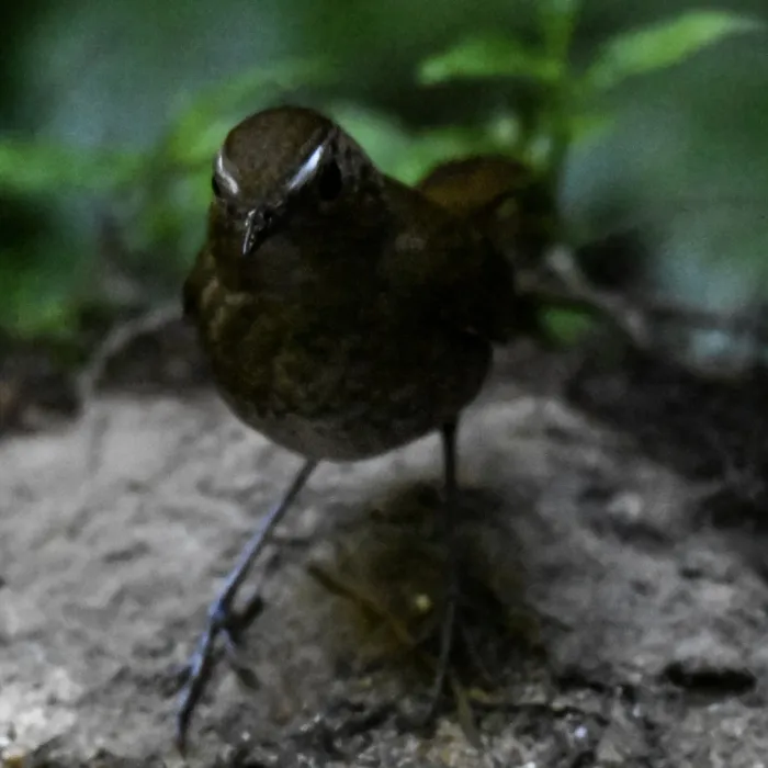Gespotte Kleine kortvleugel