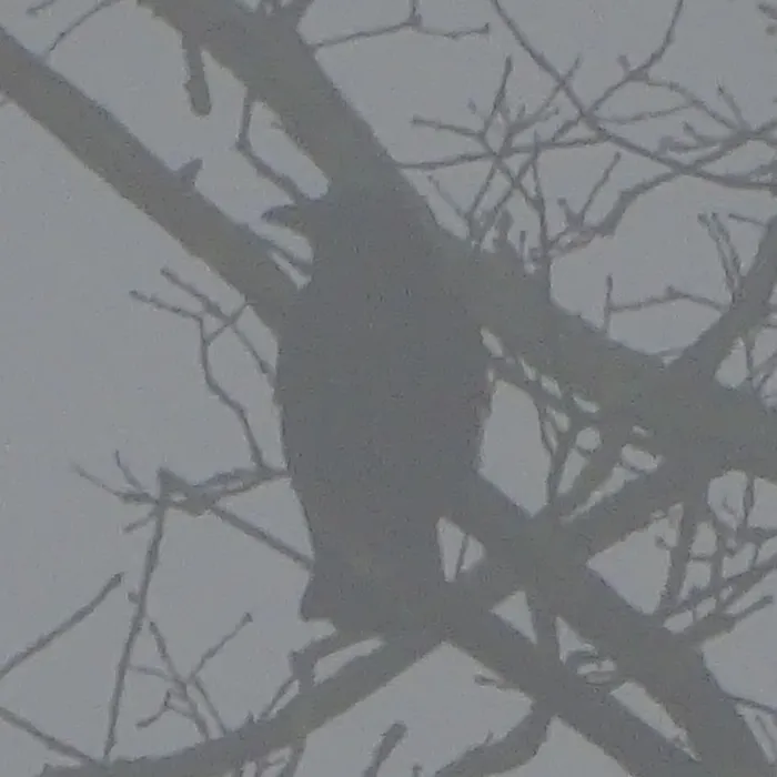 Spotted Common Raven