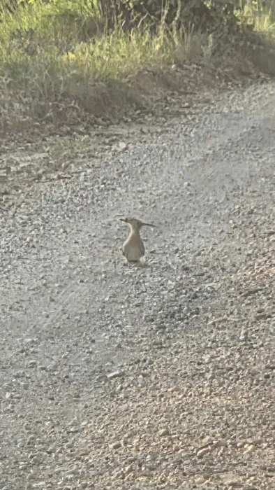 Spotted Eurasian Hoopoe