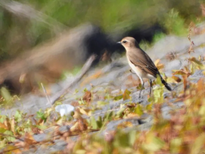 Spotted Northern Wheatear