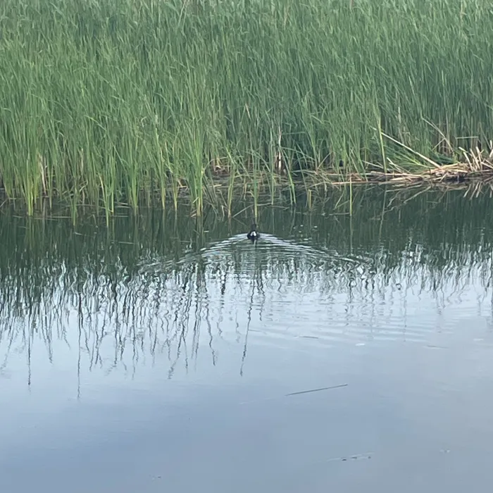 Waargenomen Waterhoen