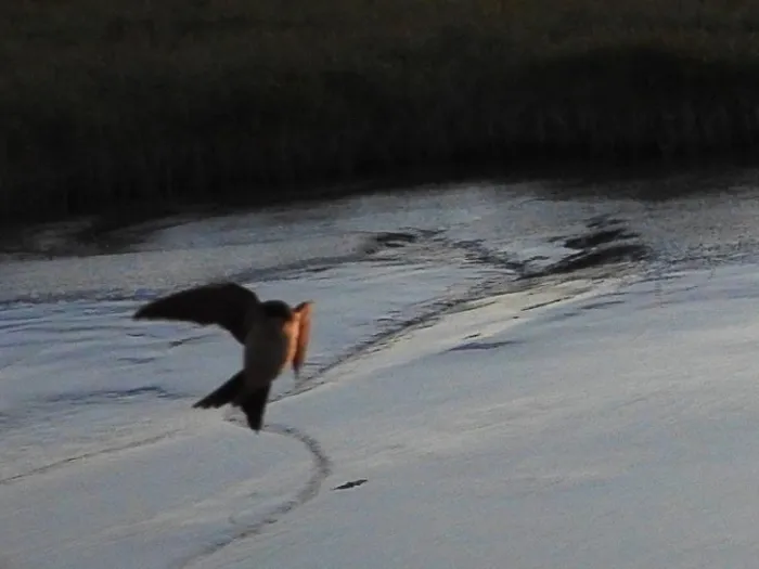Spotted Western House-Martin