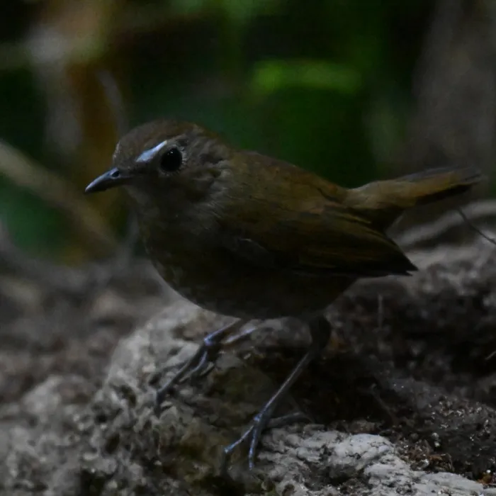 Spotted Lesser Shortwing