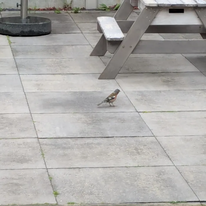 Waargenomen Vink