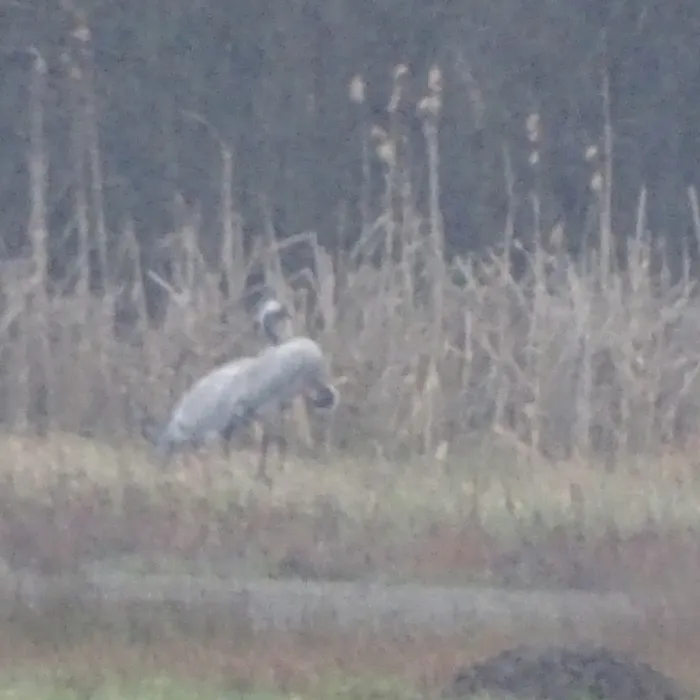 Spotted Common Crane