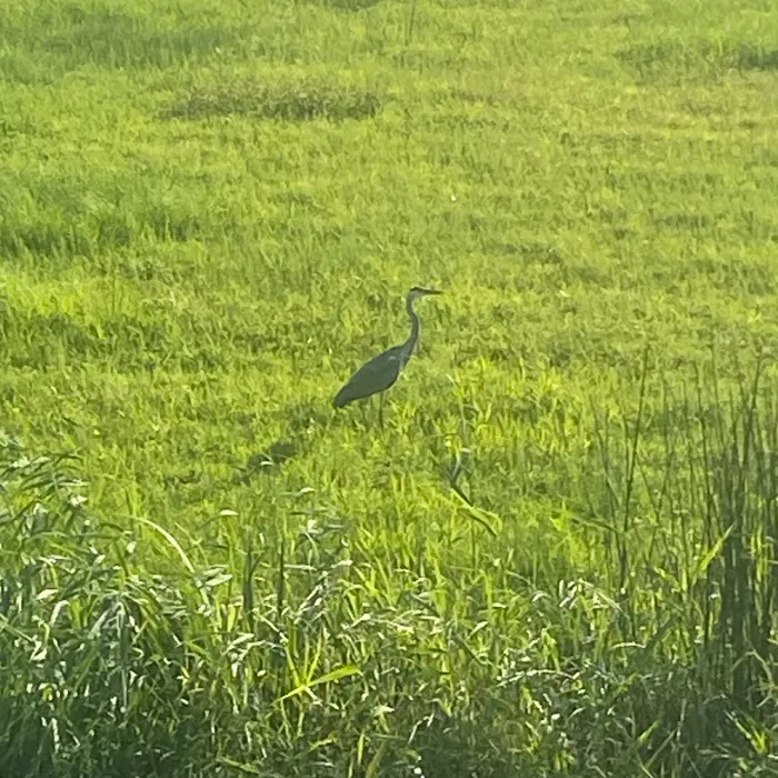 Spotted Gray Heron