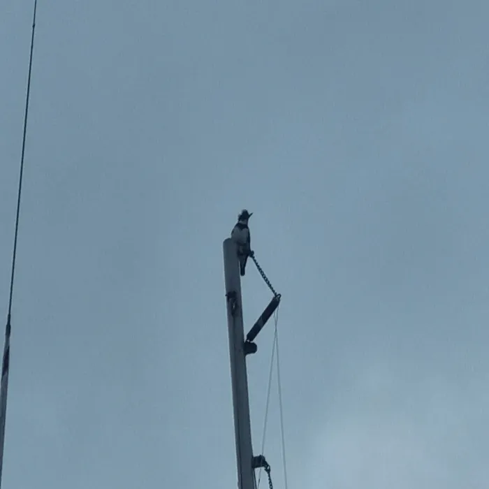 Spotted Belted Kingfisher