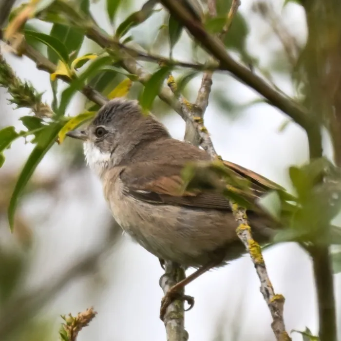 Greater Whitethroat