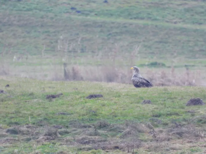 Spotted White-tailed Eagle