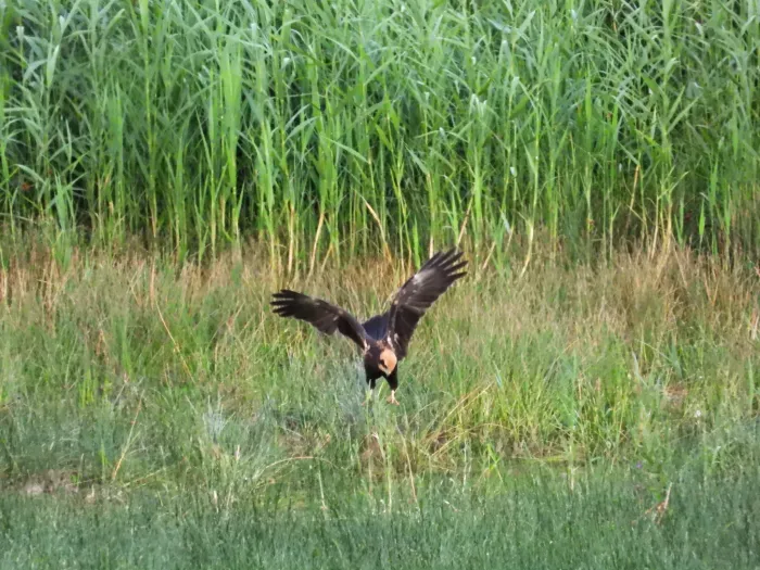 Waargenomen Bruine kiekendief