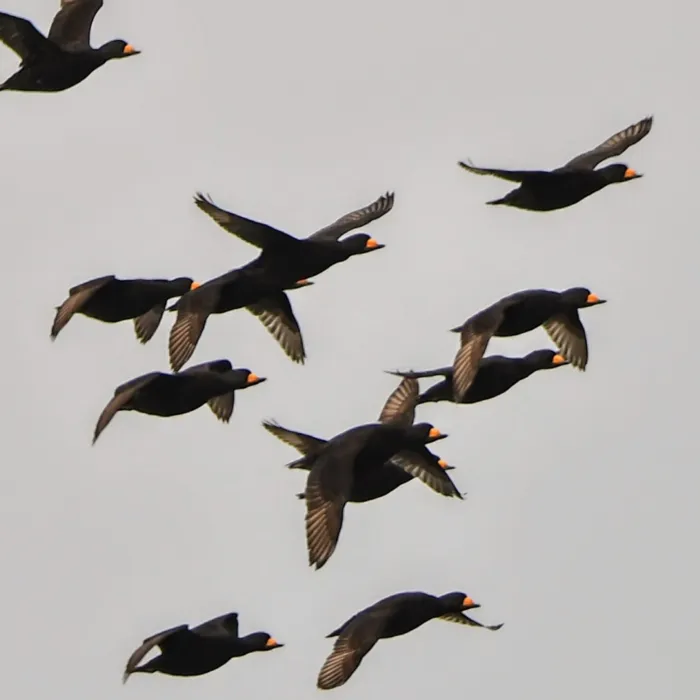 Gespotte Amerikaanse zee-eend