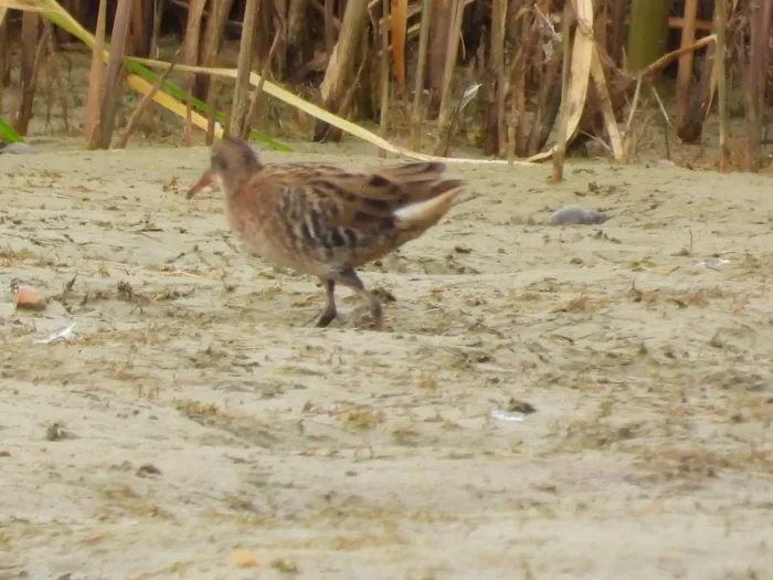 Spotted Water Rail