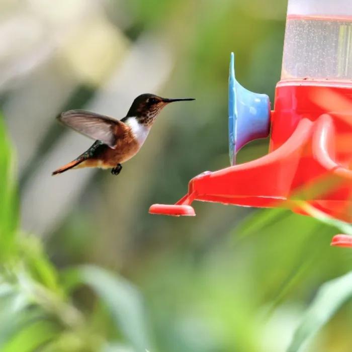 Gespotte Fonkelkolibrie