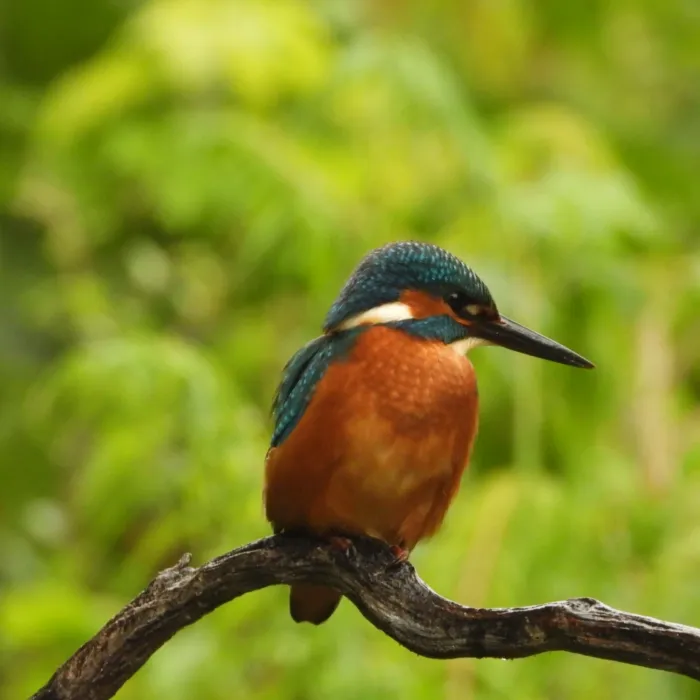 Waargenomen IJsvogel