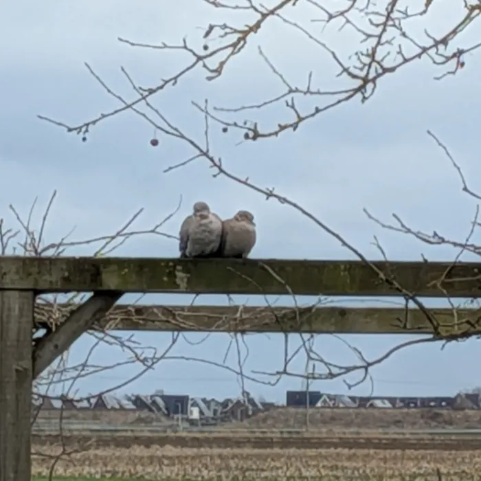 Gespotte Turkse tortel