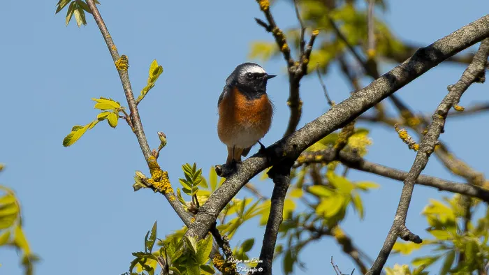 Common Redstart
