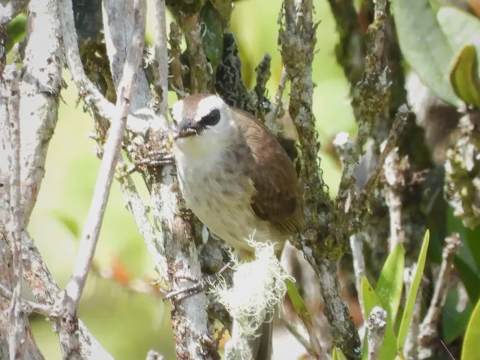 Gespotte Wenkbrauwbuulbuul