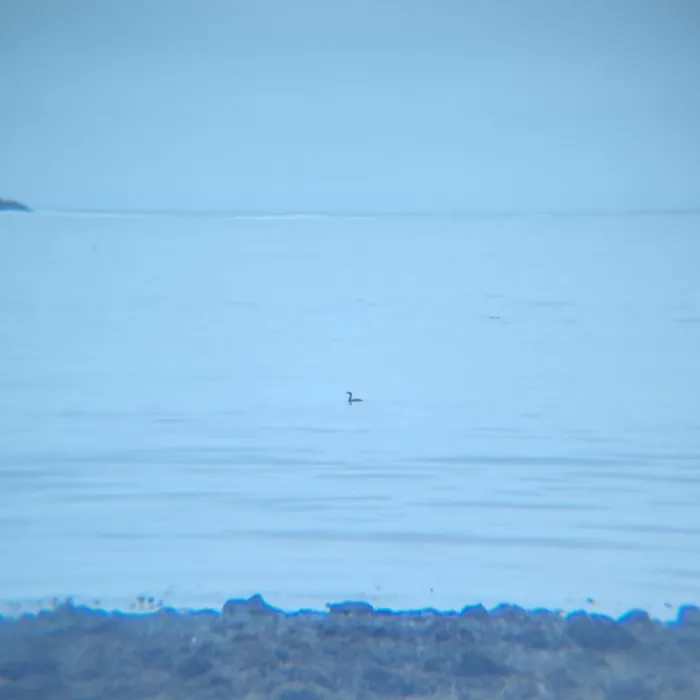Spotted Pelagic Cormorant