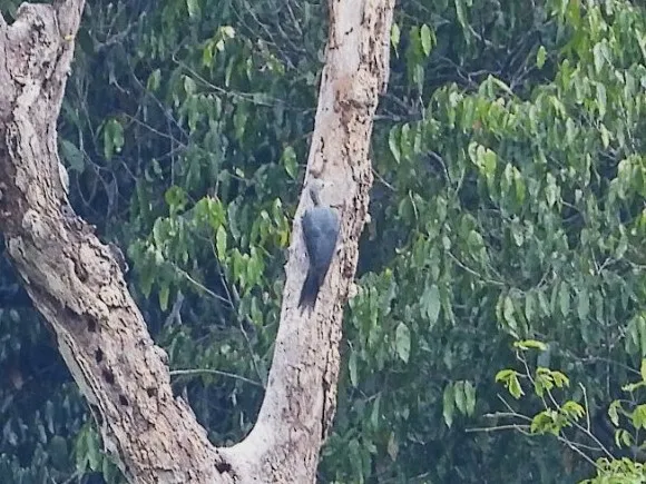 Gespotte Poederspecht