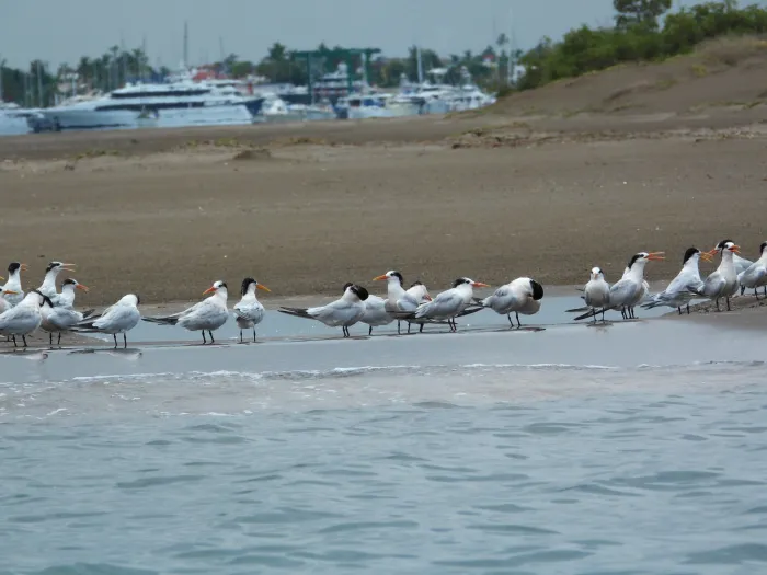 Spotted Elegant Tern