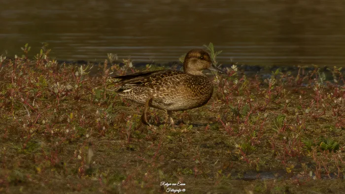 Spotted Green-winged Teal