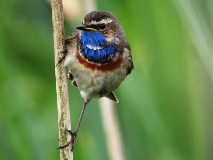 Waargenomen Blauwborst