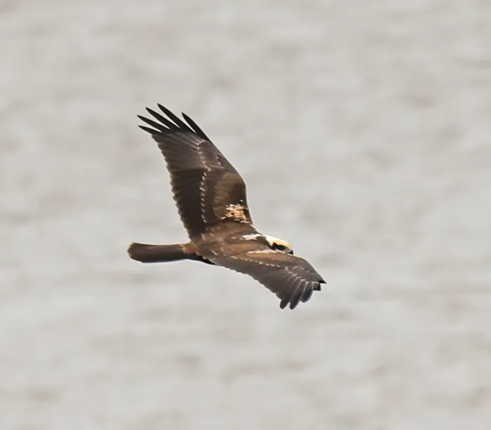 Spotted Western Marsh Harrier