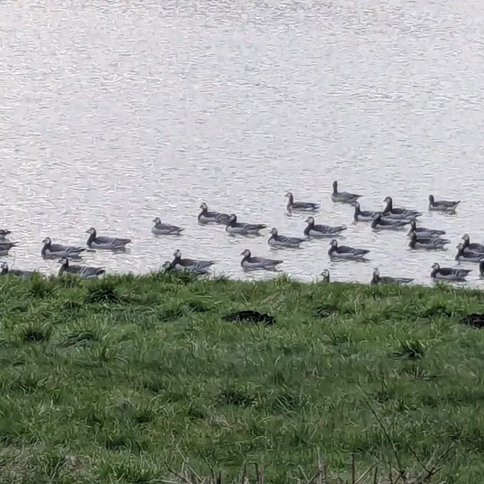 Spotted Barnacle Goose