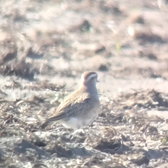 Gespotte Morinelplevier