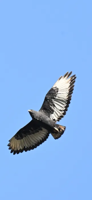 Waargenomen Augurbuizerd