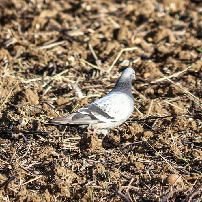 Rock Pigeon