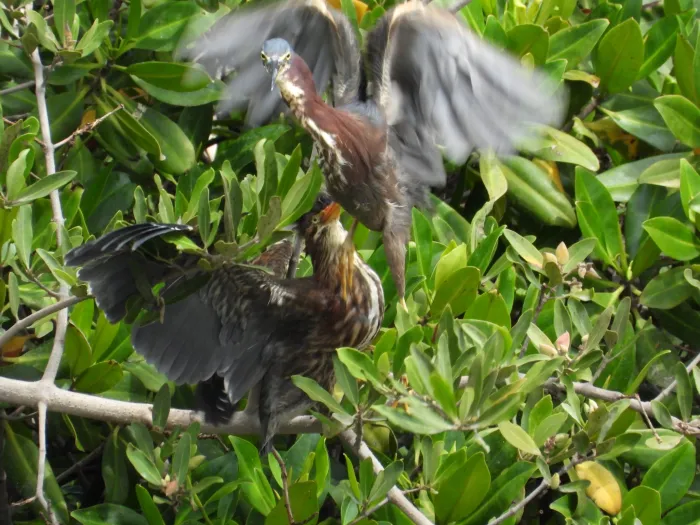 Waargenomen Groene reiger