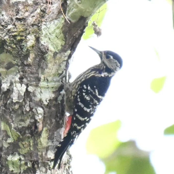 Spotted Stripe-breasted Woodpecker
