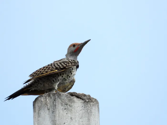 Spotted Gilded Flicker