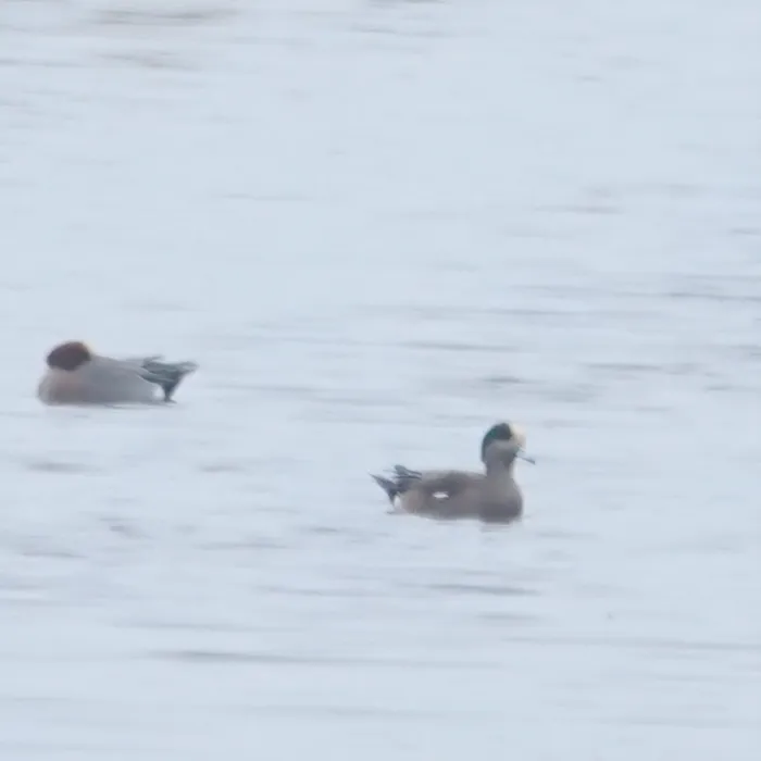 Spotted American Wigeon