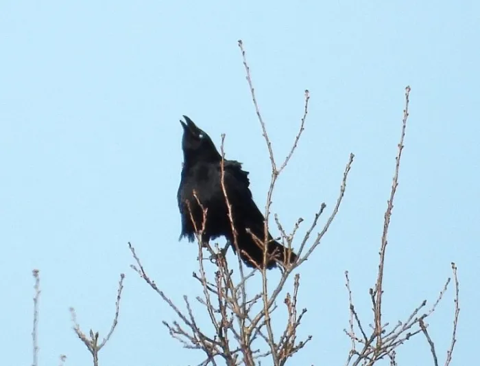 Gespotte Zwarte kraai