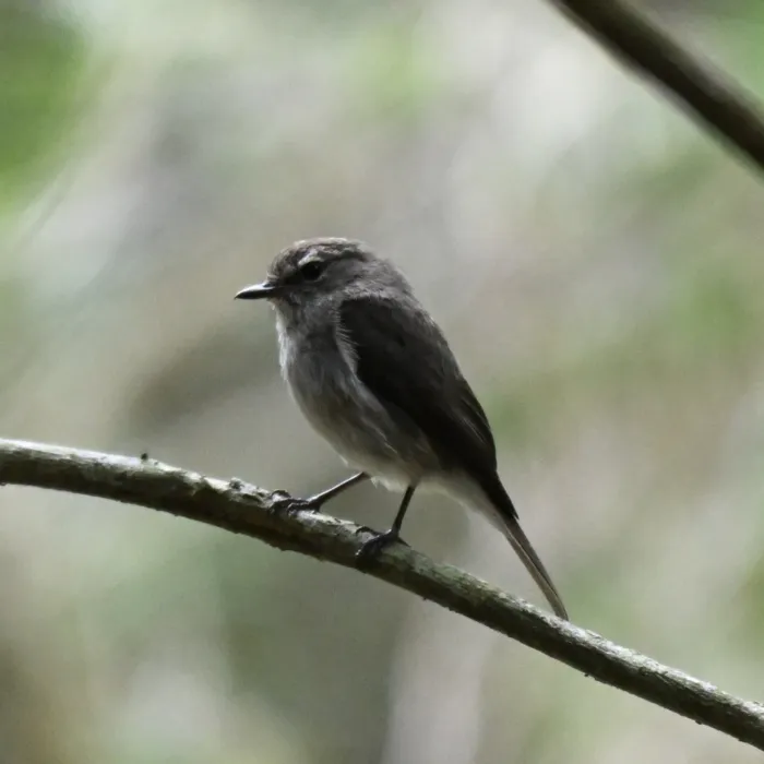 Spotted African Dusky Flycatcher