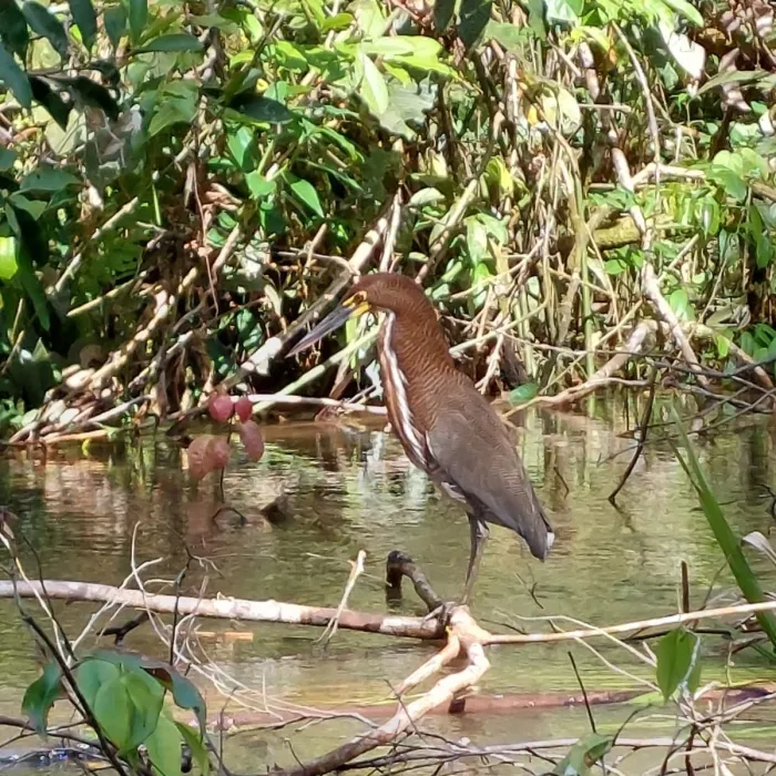 Spotted Rufescent Tiger-Heron