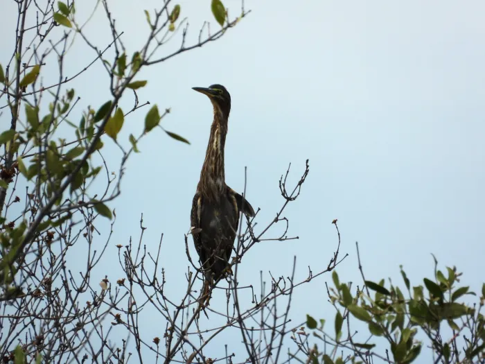 Spotted Green Heron