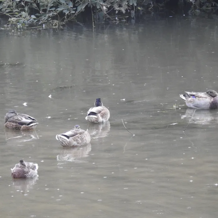 Spotted Mallard