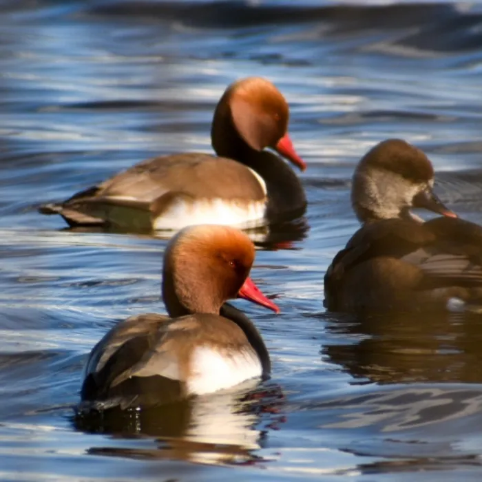 Spotted Red-crested Pochard