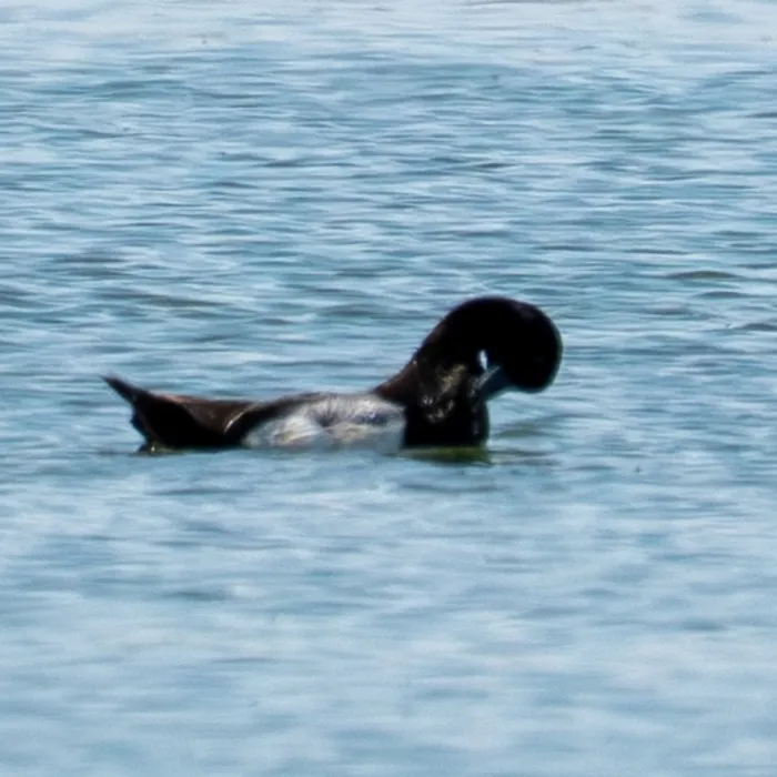 Spotted Lesser Scaup