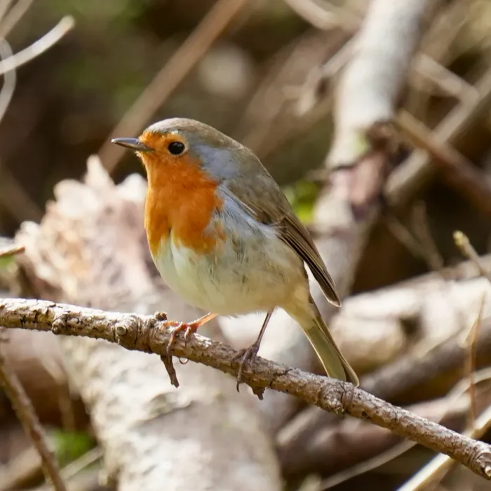 Spotted European Robin