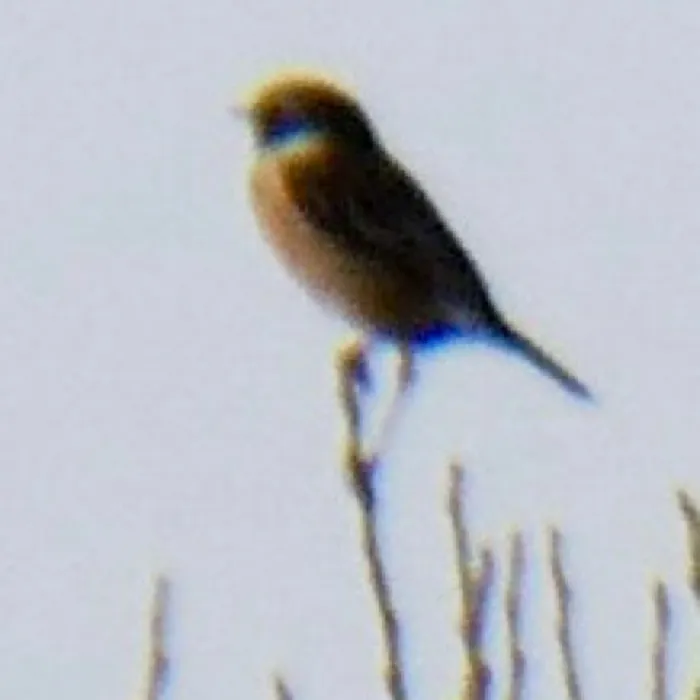 Gespotte Roodborsttapuit