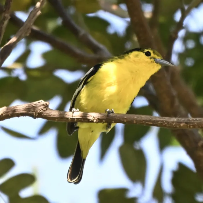 Spotted Common Iora