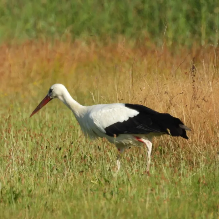 Spotted White Stork