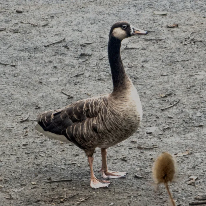 Waargenomen Grote Canadese gans