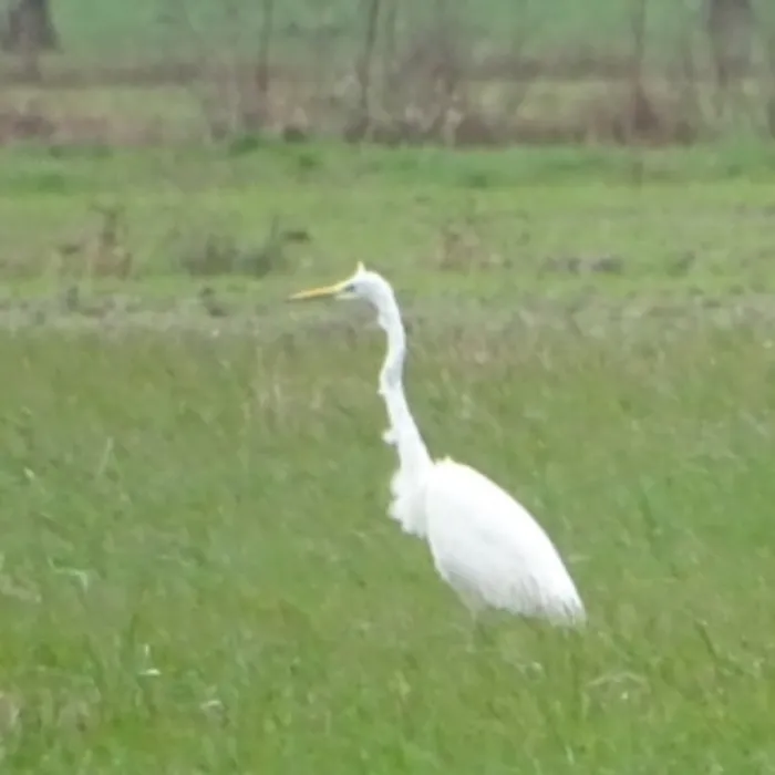 Gespotte Grote zilverreiger