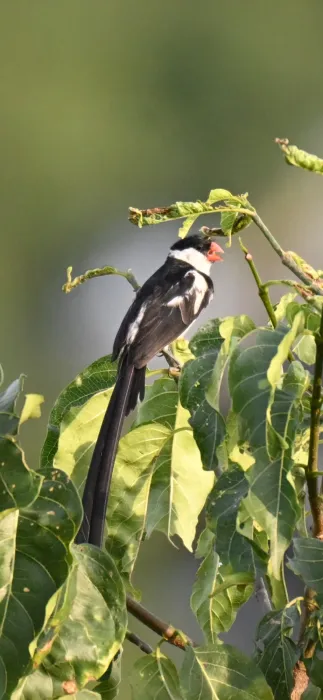 Spotted Pin-tailed Whydah