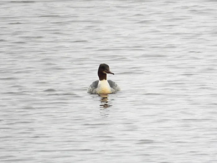 Gespotte Grote zaagbek